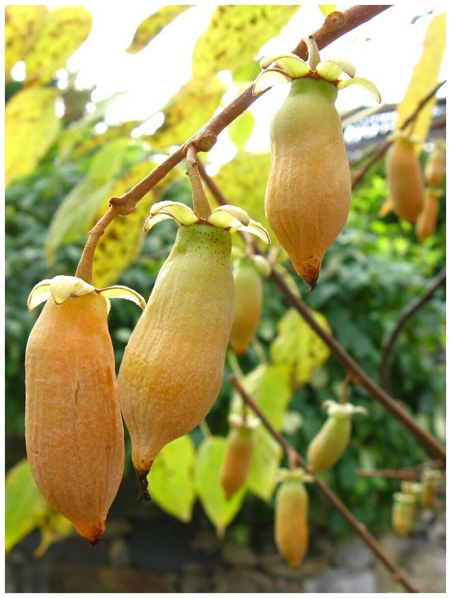 Семена Актинидия многобрачная (Actinidia polygama) 20 штук