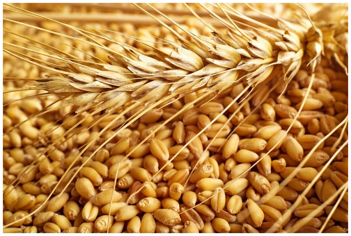 Пшеница свежее зерно в мешке 5кг не шлифованная Эко продукт для проращивания и пивоварения Алтайская - фотография № 8