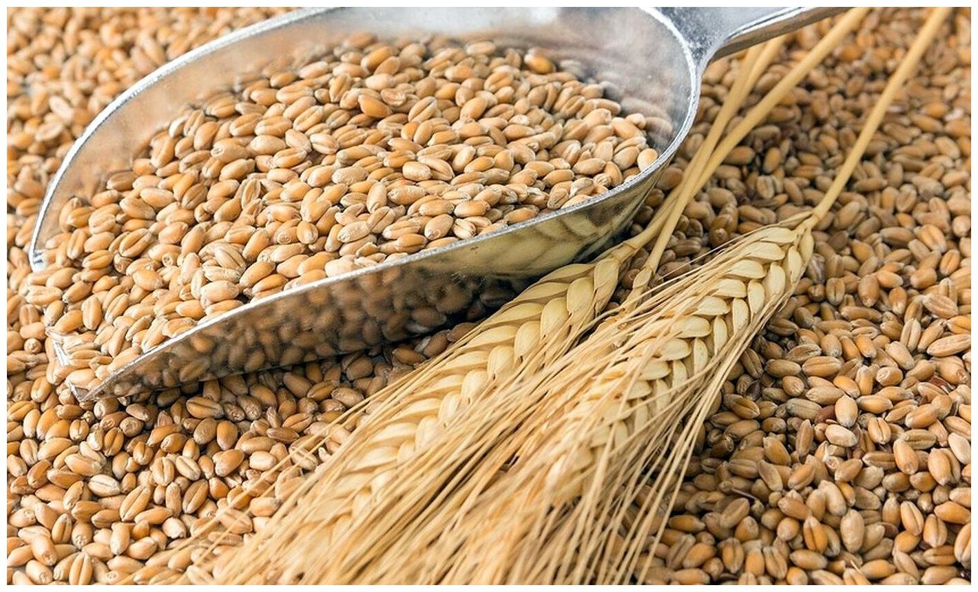Пшеница свежее зерно в мешке 20кг не шлифованная Эко продукт для проращивания и пивоварения - фотография № 10