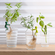 Держатели для проращивания растений Peleg Design Leafriend, 3 шт