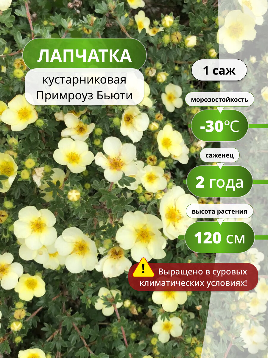 Лапчатка кустарниковая Примроуз Бьюти (Primrose Beauty) / лапчатки