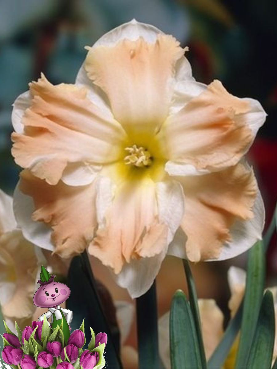 Луковицы цветов Chipollino flowers Нарцисс CUM LAUDE (5 луковиц)