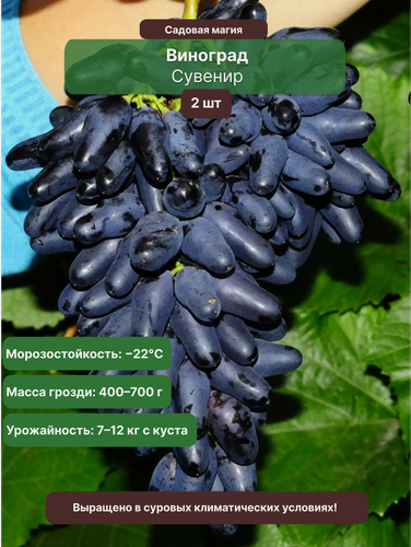 Изображение товара Виноград Сувенир (2 шт) / многолетний, морозостойкий ( — 18°C) сорт