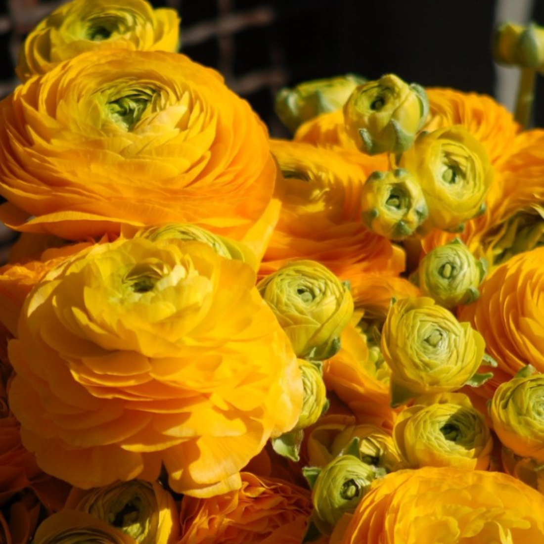Луковицы цветов, сhipollino flowers, ранункулюс YELLOW (10 луковиц)