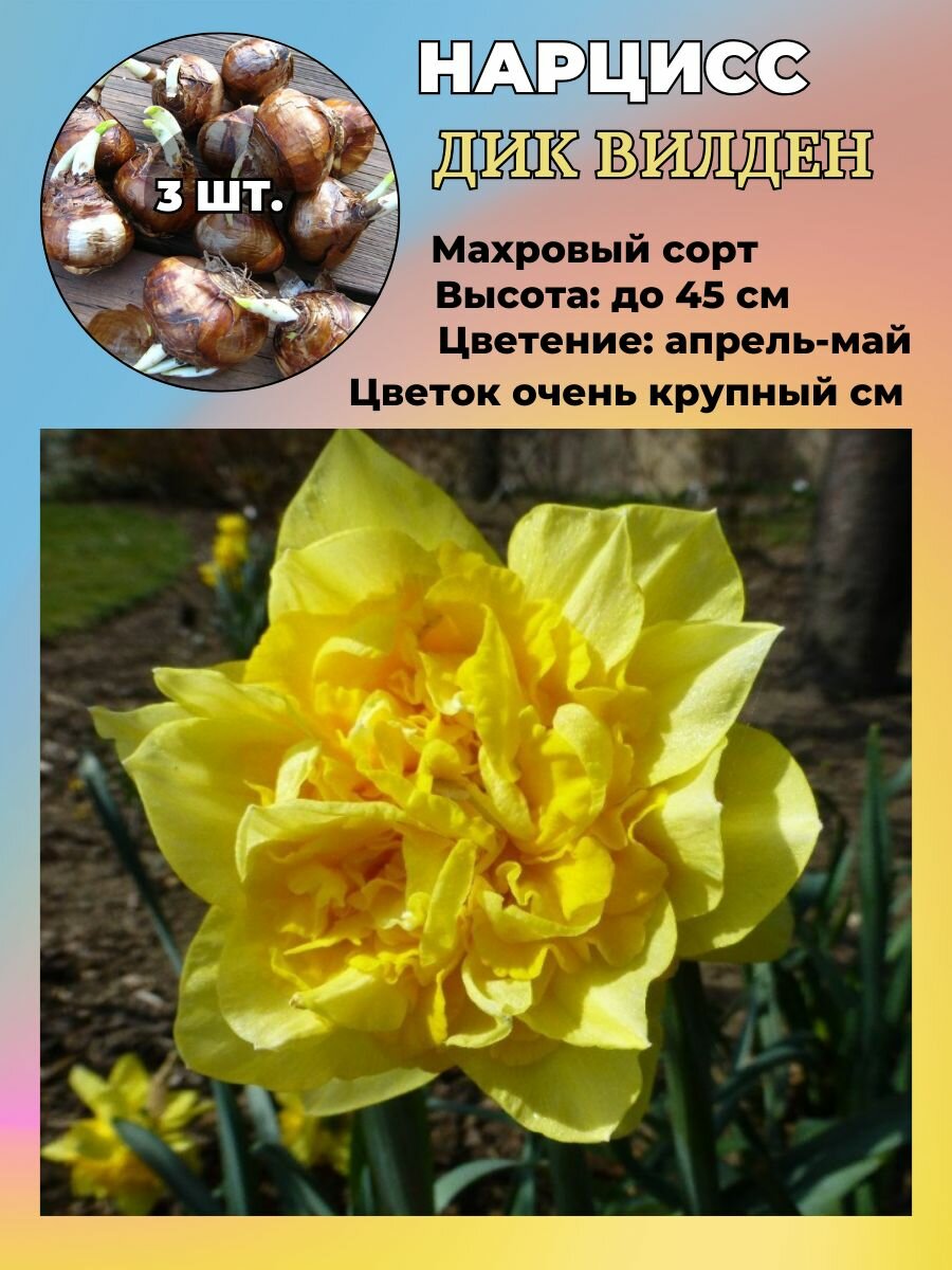 Нарцисс махровый луковицы 3 штуки