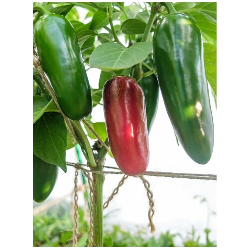 Семена Острый перец Jalapeno giant red (Халапеньо гигант красный), 5 штук семена острый перец 7 pot congo giant red 5 штук