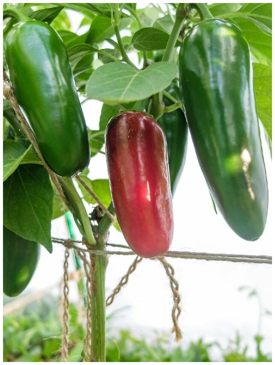 Семена Острый перец Jalapeno giant red (Халапеньо гигант красный), 5 штук