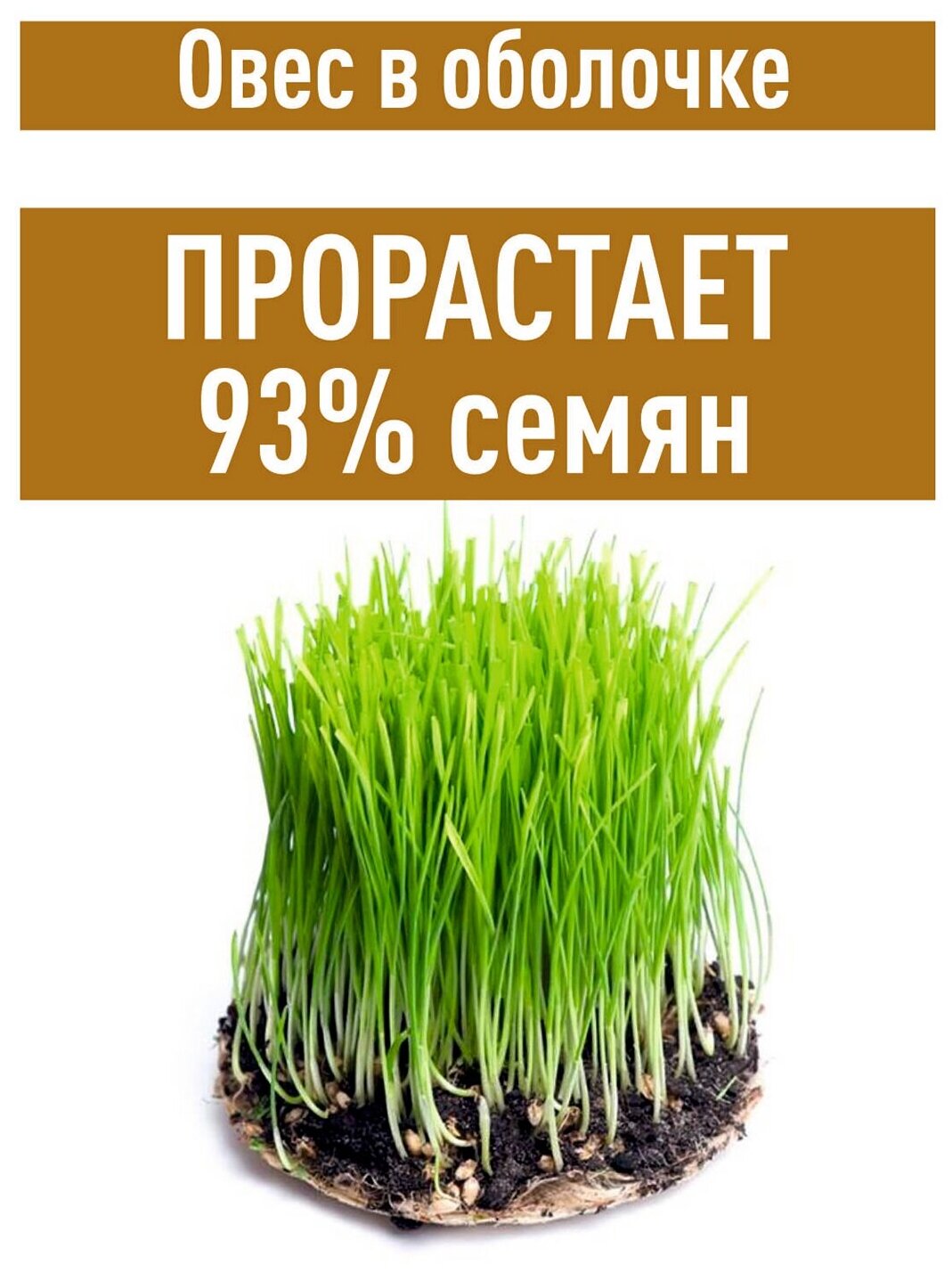 Овес для заваривания и настоев 2 кг для отваров, Семена овса, зерно, Овес в оболочке, для проращивания микрозелени, Овес неочищенный - фотография № 7