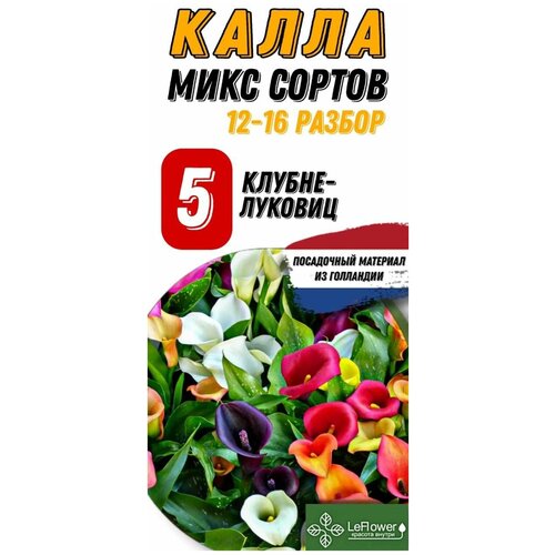 Каллы микс сортов, разбор 12/14/16, 5 шт. для высадки в горшок и в грунт