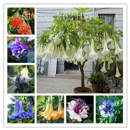 Датура или дурман цветок - Семена микс