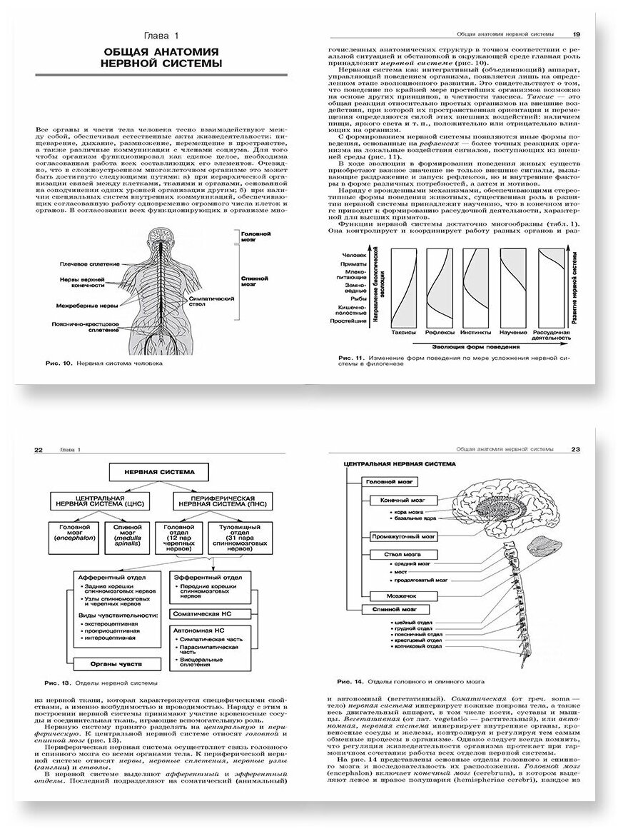 Анатомия нервной системы. Учебное пособие для студентов - фото №2