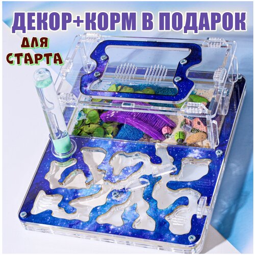 Муравьиная ферма Стандарт 