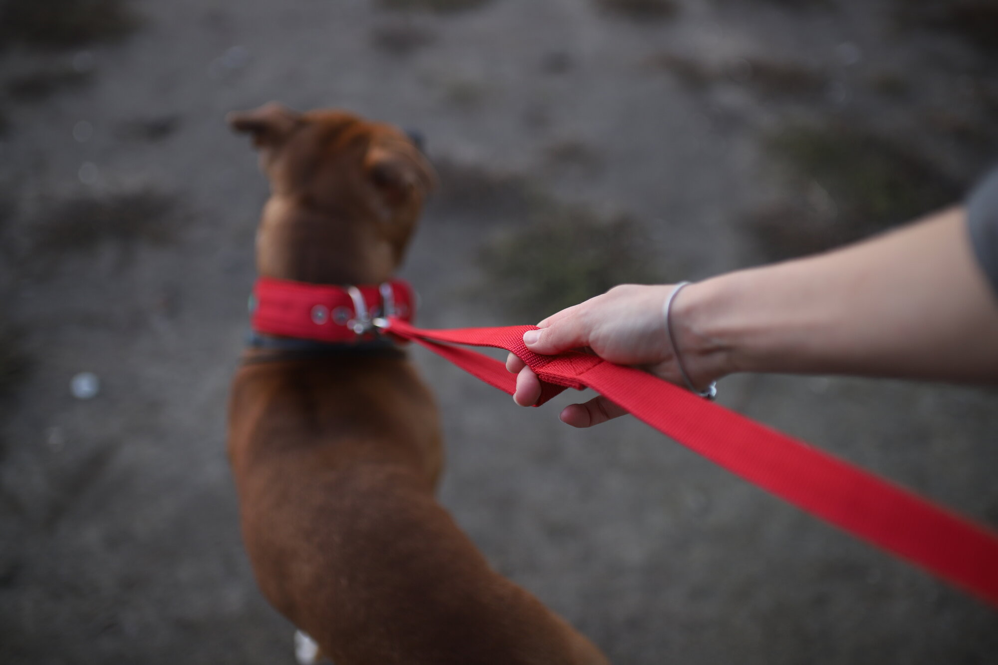 Поводок NeoHund для собак крупных и средних пород, с усиленным карабином из нержавеющей стали, цвет красный, длина 3 м — фото 1