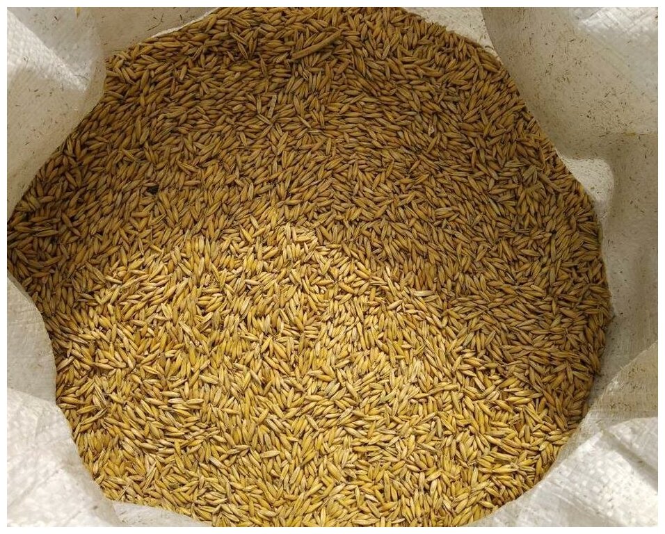 Овес зерно для заваривания в мешке 5 кг свежее не шлифованное Эко продукт Алтая - фотография № 5