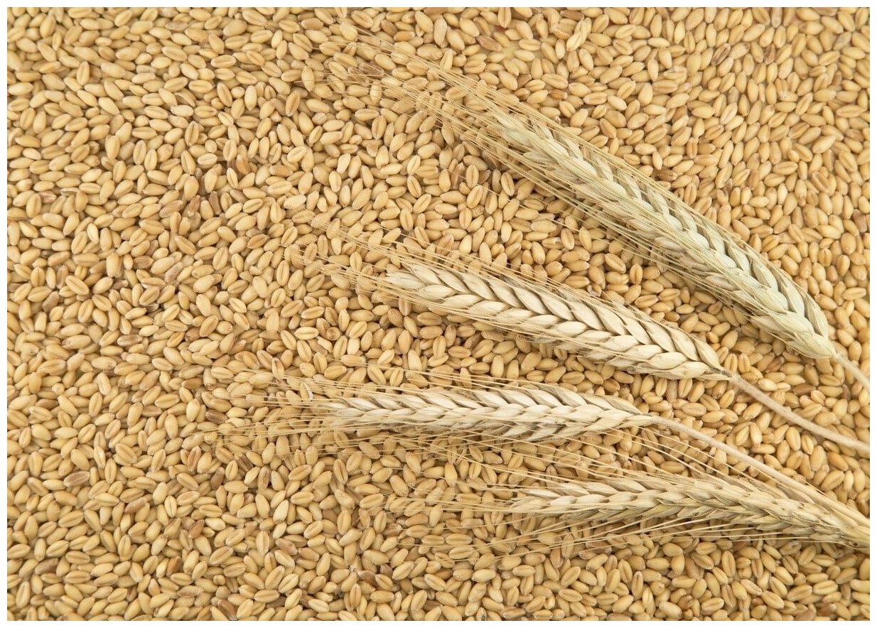 Пшеница свежее зерно в мешке 5кг не шлифованная Эко продукт для проращивания и пивоварения