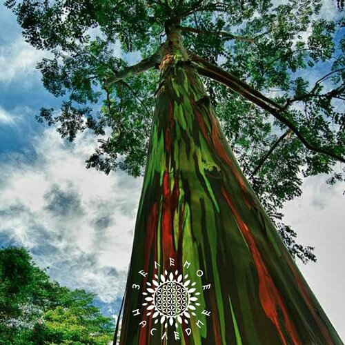 Семена Эвкалипт гибридный - Камедистое дерево (лат. Eucalyptus hybrida) 500шт