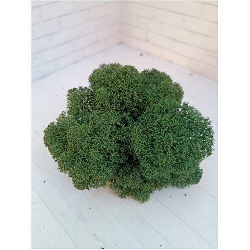 Стабилизированный мох Серо-зеленый 500 г