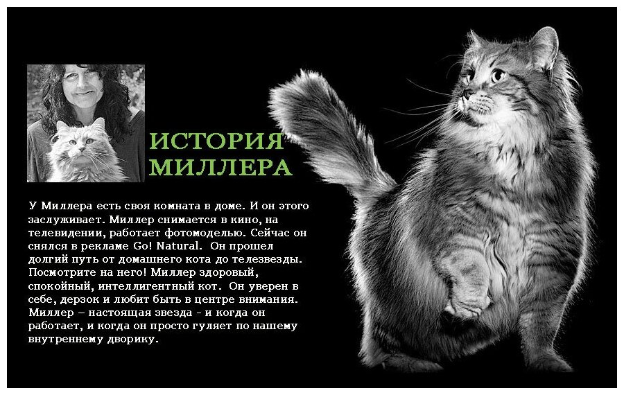 Сухой корм для котят и кошек GO! Carnivore, с лососем, с форелью 7.26 кг - фотография № 9