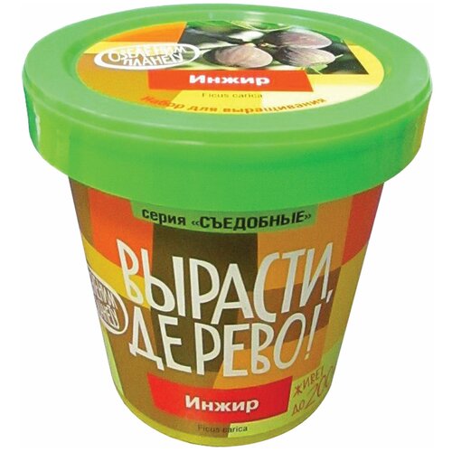 Набор для выращивания растений вырасти дерево! Инжир обыкновенный (банка, грунт, семена), zk-080