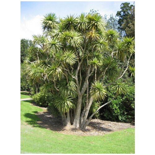 Семена Пальма Кордилина южная (Cordyline australis), 20 штук