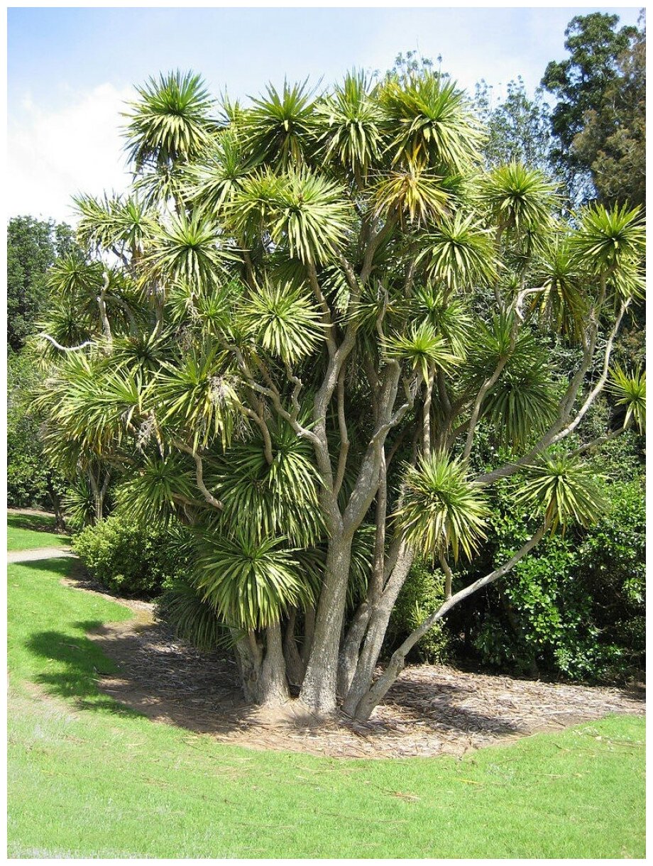 Семена Пальма Кордилина южная (Cordyline australis) 20 штук