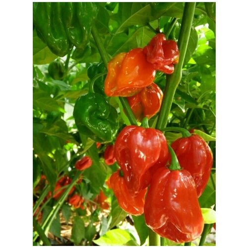 Семена Острый перец Habanero red (Хабанеро красный), 5 штук острый перец семена habanero vietnam хабанеро вьетнам