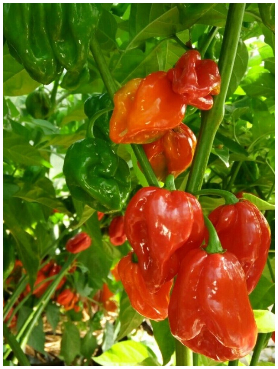 Семена Острый перец Habanero red (Хабанеро красный) 5 штук