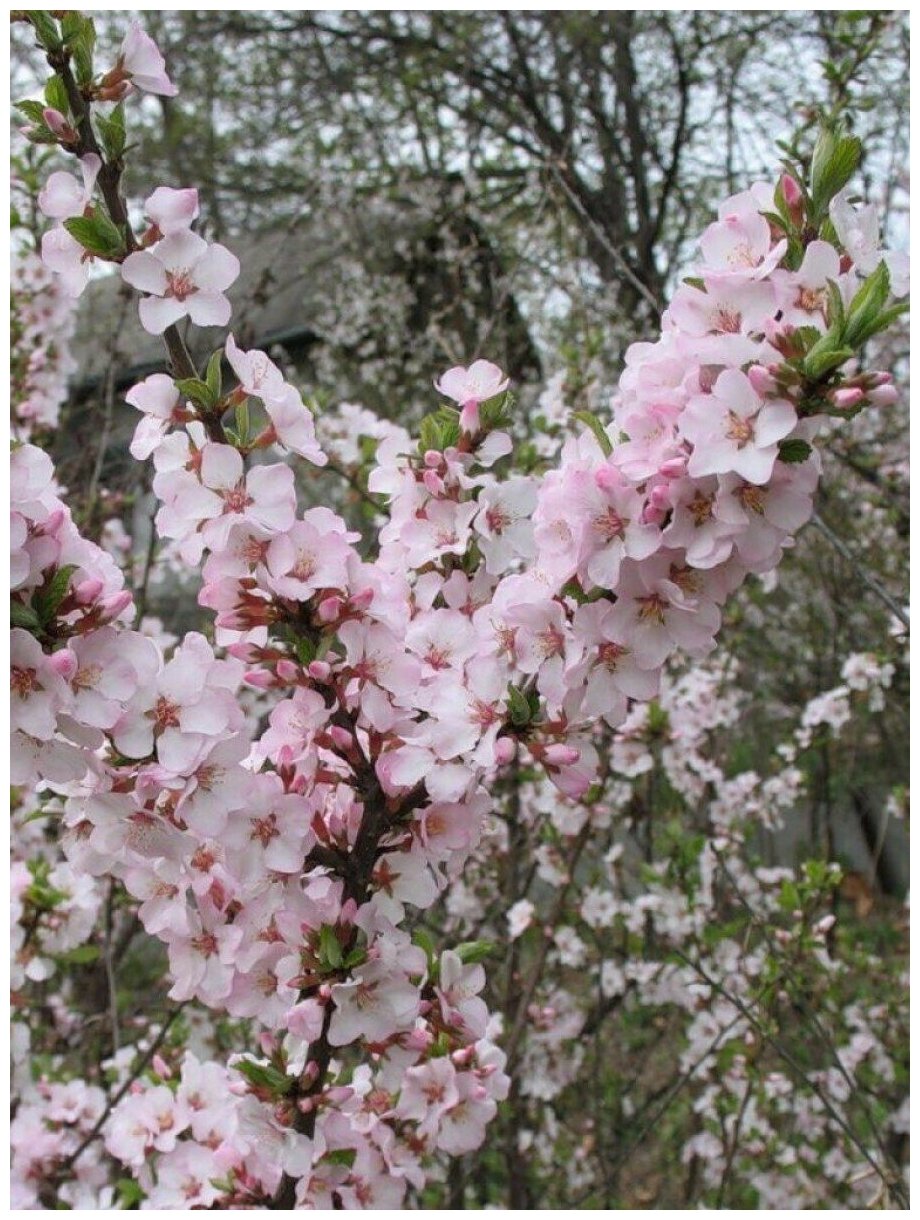 Семена Вишня войлочная (Prunus tomentosa) 10 штук