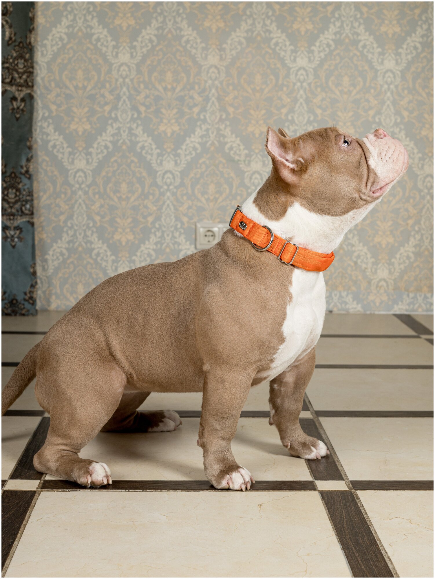 Воздушный ошейник Japan Premium Pet для активных и серьёзных собак, размер L (цвет: оранжевый) - фотография № 9