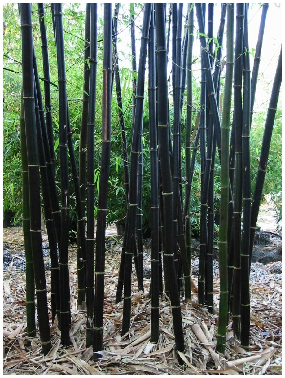 Семена Бамбук чёрный (Phyllostachys Nigra), 20 штук