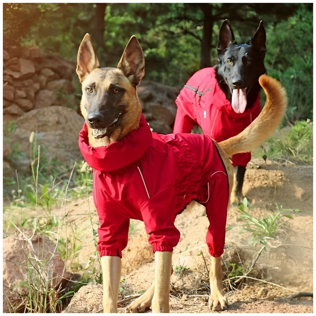 Комбинезон Дождевик для собак Asmpet водонепроницаемый, р-р XXL, красный - фотография № 12