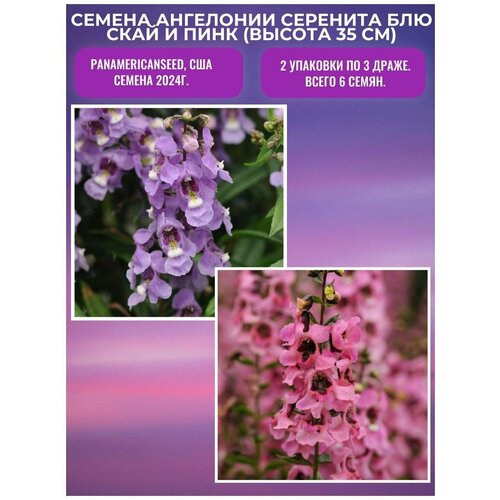 Ангелония Серенита Блю Скай и Пинк 2 упаковки по 3 драже, PanAmericanSeed, США