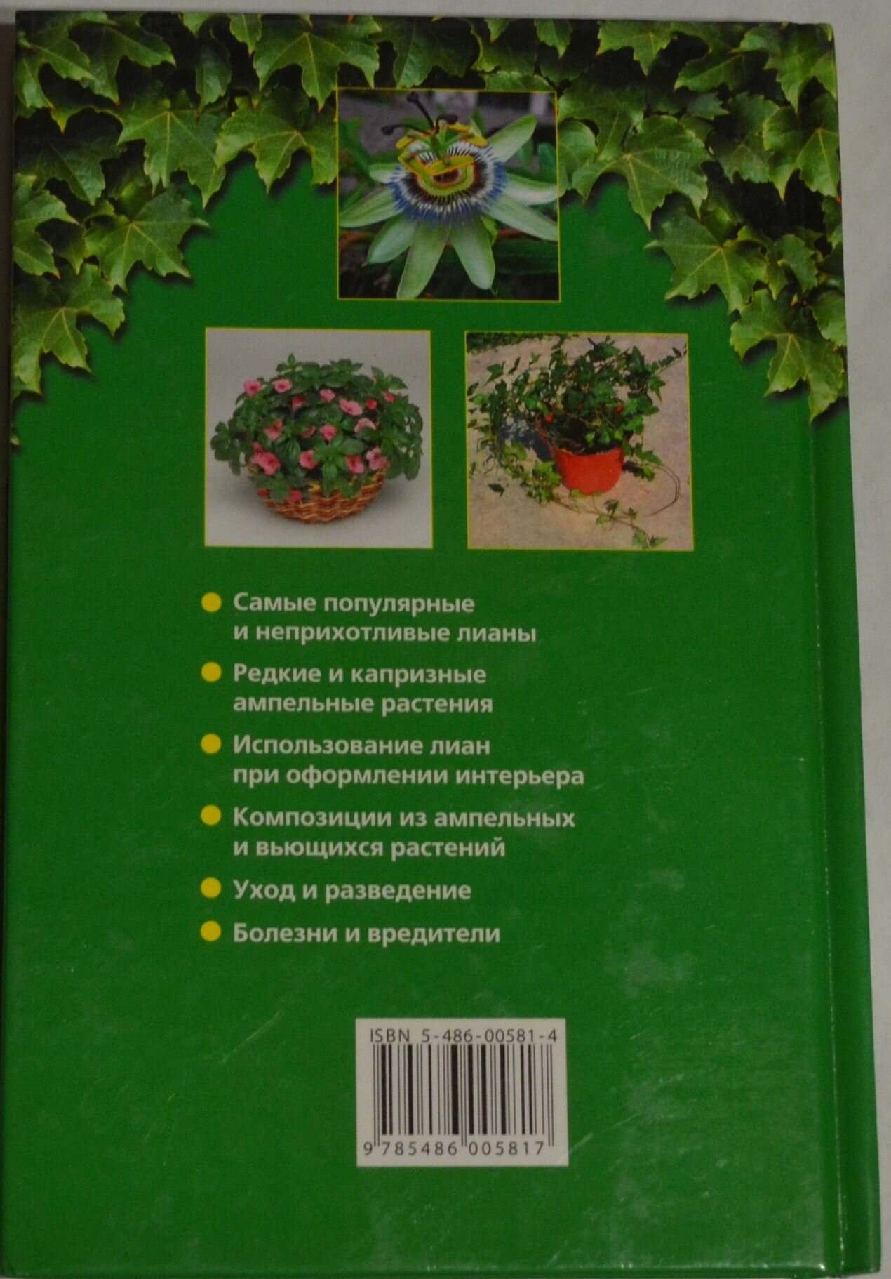 Ампельные и вьющиеся растения — фото 1