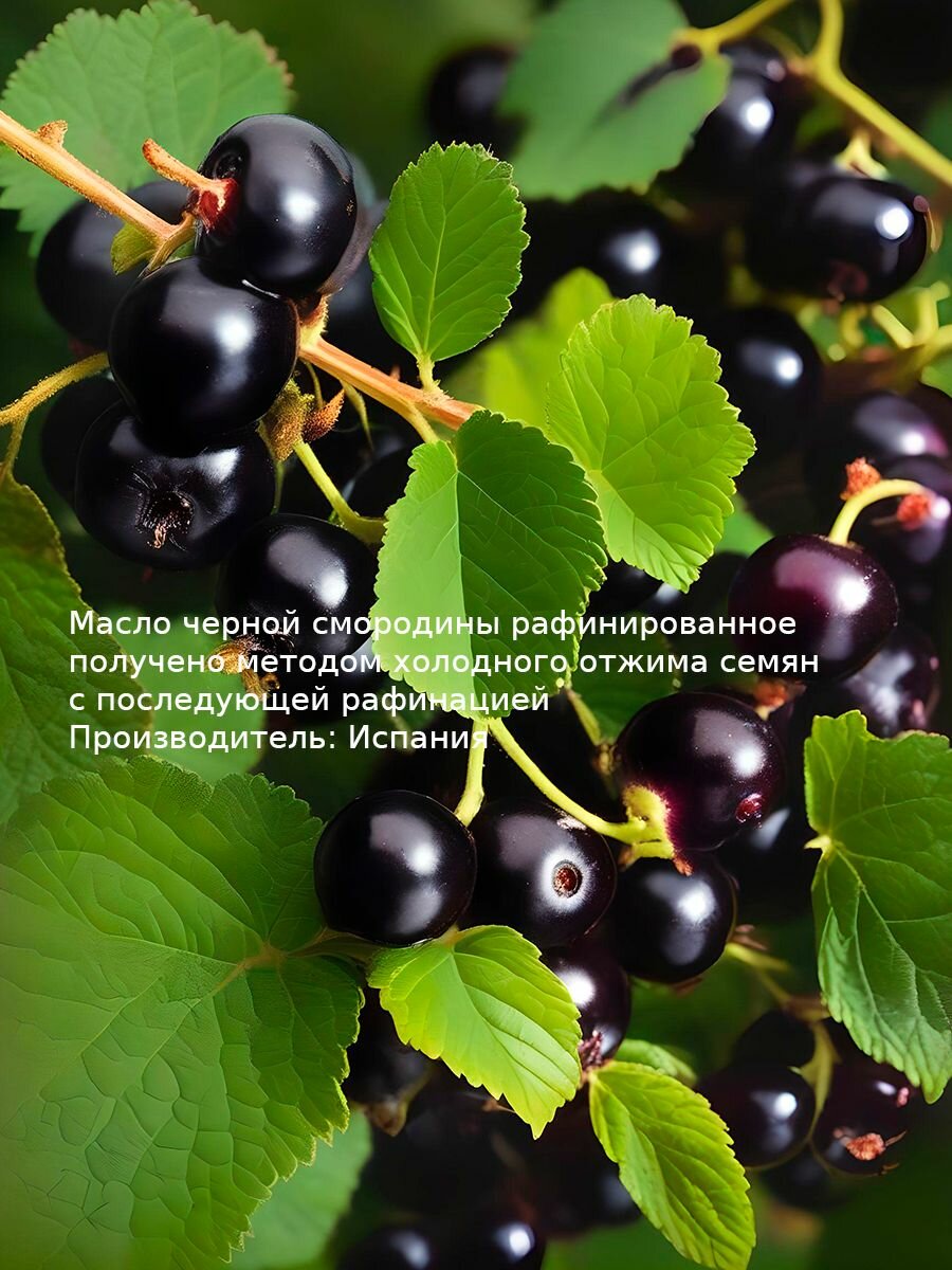 Масло черной смородины 15 мл WIPLUS — фото 1