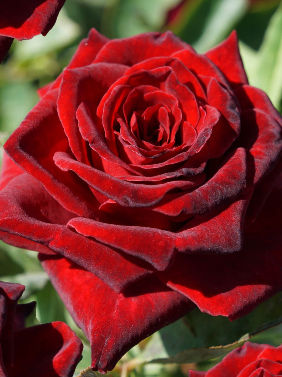 Роза чайно-гибридная Роял Баккара  1 саж многолетняя красная