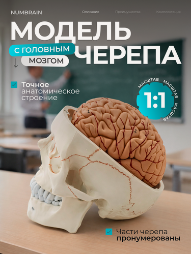 Изображение товара Анатомическая модель черепа Innopax "Numbrain", разборные кости, ПВХ