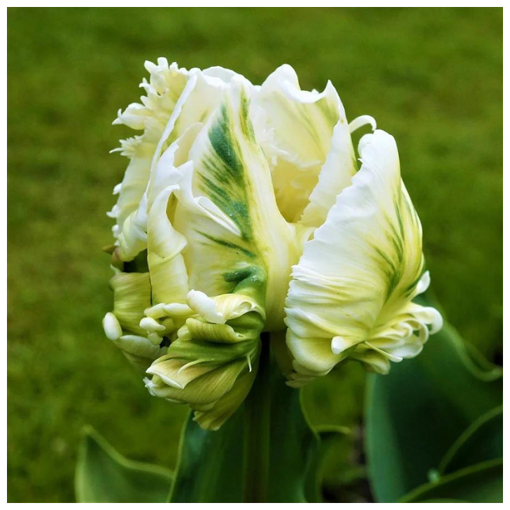 Тюльпан WHITE REBEL (5 луковиц) - фотография № 1