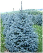 Семена Ель голубая колючая (Picea pungens), 30 штук