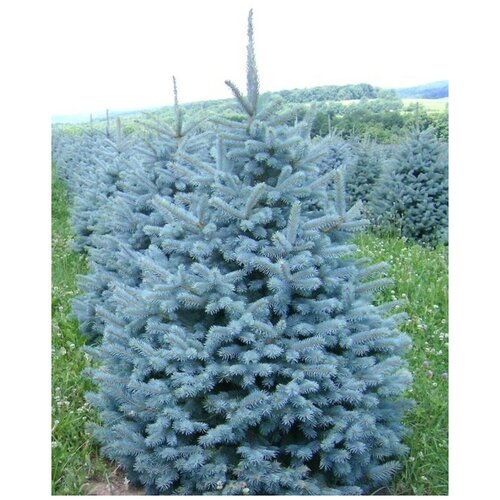 Семена Ель голубая колючая (Picea pungens), 30 штук ель колючая голубая глаука в горшке высотой 30 40см