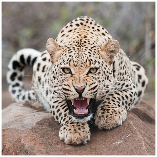 Картины мозаикой Molly арт. KM0672 Леопард (23 цвета) 30х30 см