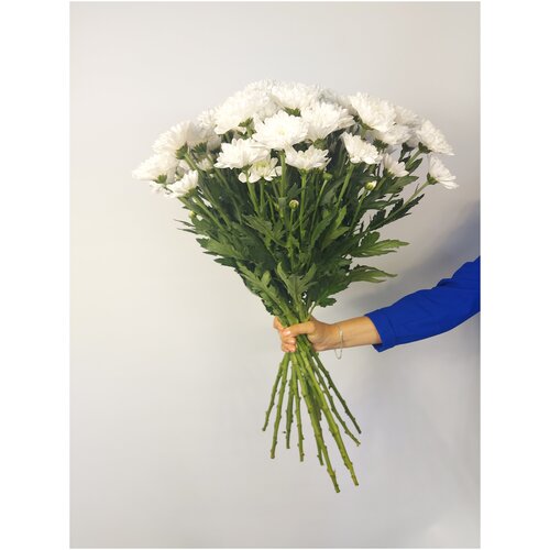 Хризантема кустовая белая 65СМ 13 шт