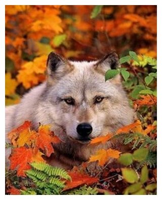 Алмазная мозаика Волк в листве 20x25 см.