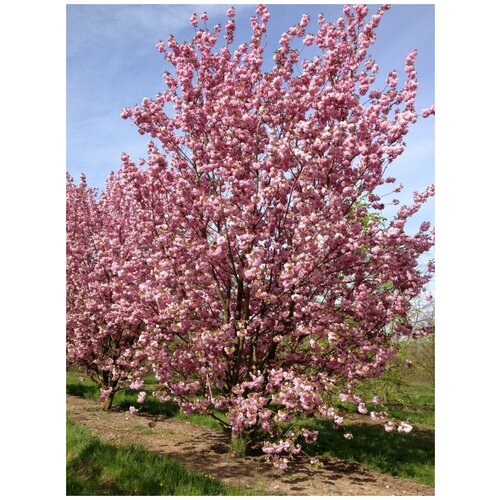 Семена Сакура вишня мелкопильчатая (Японская вишня) / Prunus serrulata, 10 штук