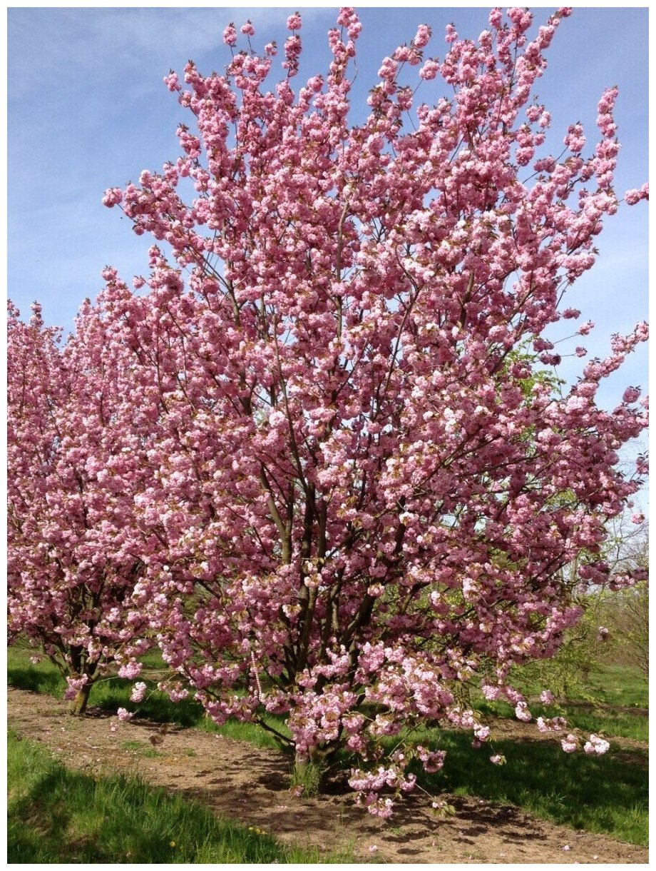 Семена Сакура вишня мелкопильчатая (Prunus serrulata), 5 штук