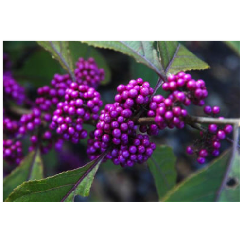 Калликарпа - Красивоплодник Бодинье (лат. Callicarpa Bodinieri) семена 15шт