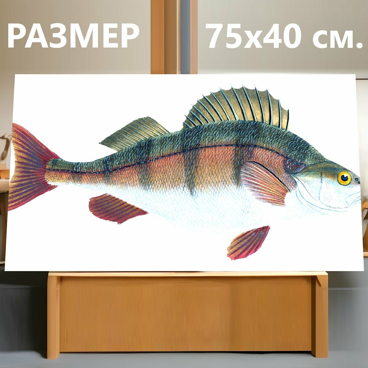 Картина на холсте "Окунь, рыбы, пресной воды" на подрамнике 75х40 см. для интерьера