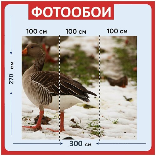 Фотообои Гусь серый гусь птица 300x270 см флизелиновыена стену 3970₽