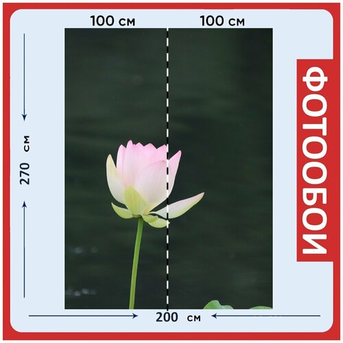 Фотообои "Лотос, цветок, бутон" 200x270 см. флизелиновыена стену