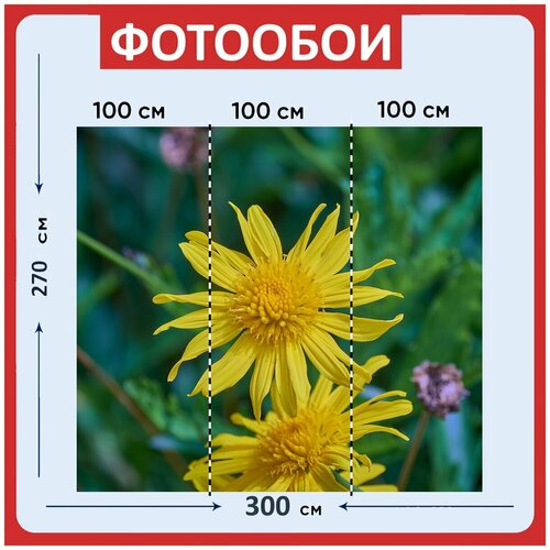 Фотообои Маргариты желтый маргаритка 300x270 см флизелиновыена стену 3980₽