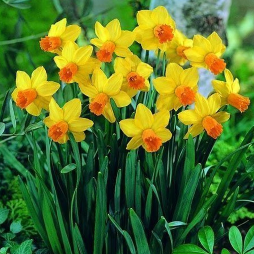 Луковицы Нарцисса Джетфаер ( 5 шт )